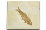 Detailed Fossil Fish (Knightia) - Wyoming #348040-1